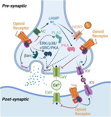 Frontiers | Opioid Receptor-Mediated Regulation Of Neurotransmission In ...